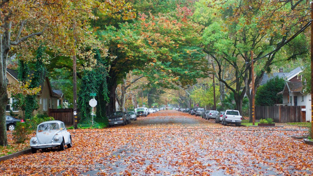 Trees lining a residential street in Sacramento