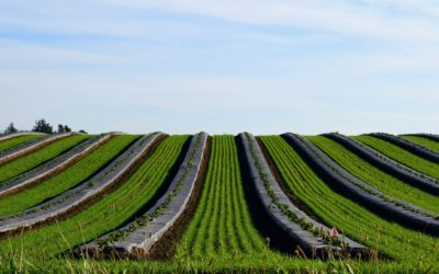 Agriculture Land Protection in Puget Sound