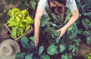 person harvesting greens