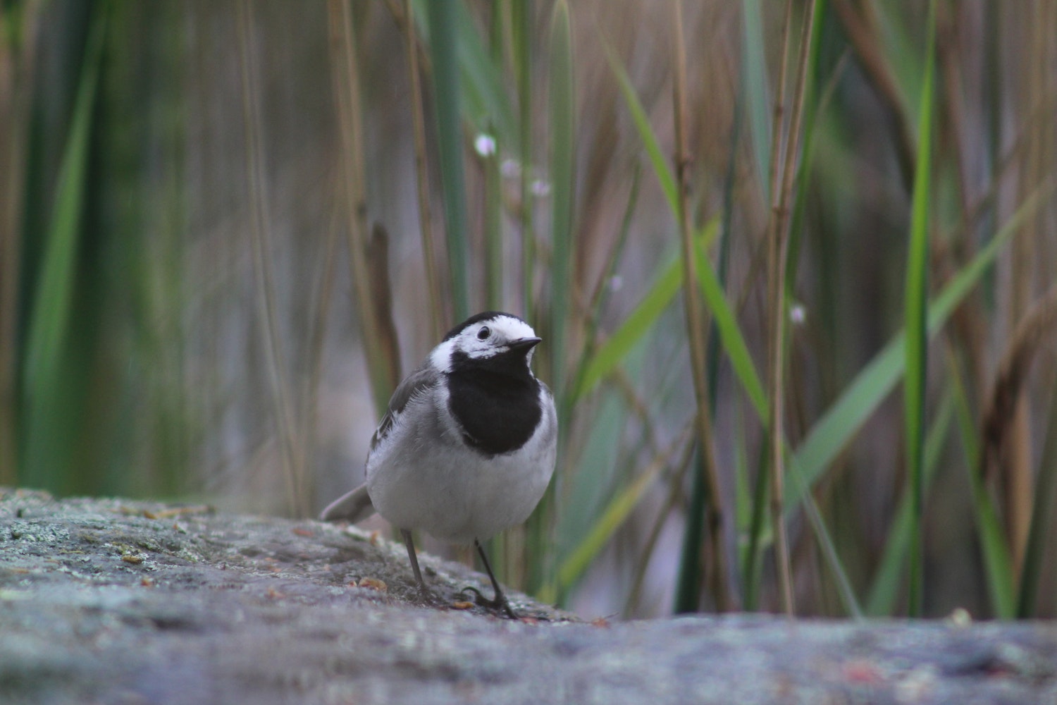 little black bird on a log